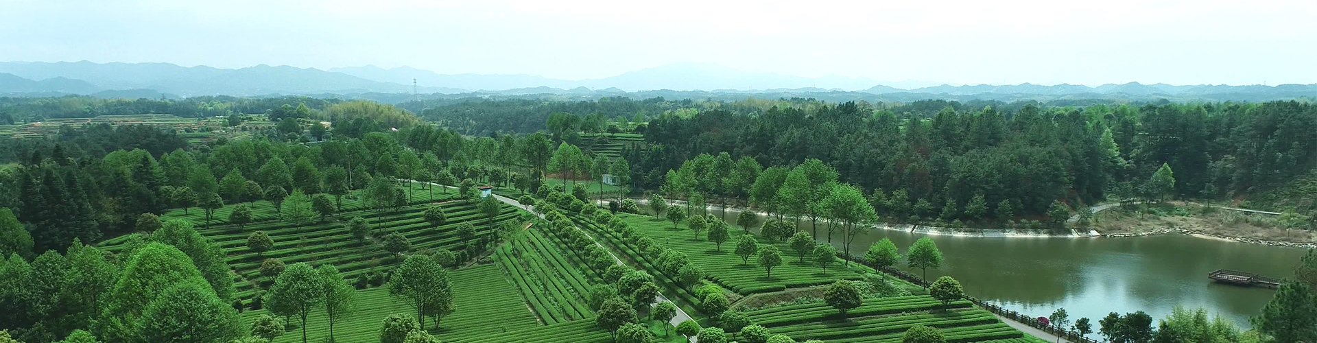 蘇州市市委副書記朱民一行考察湘豐茶業集團