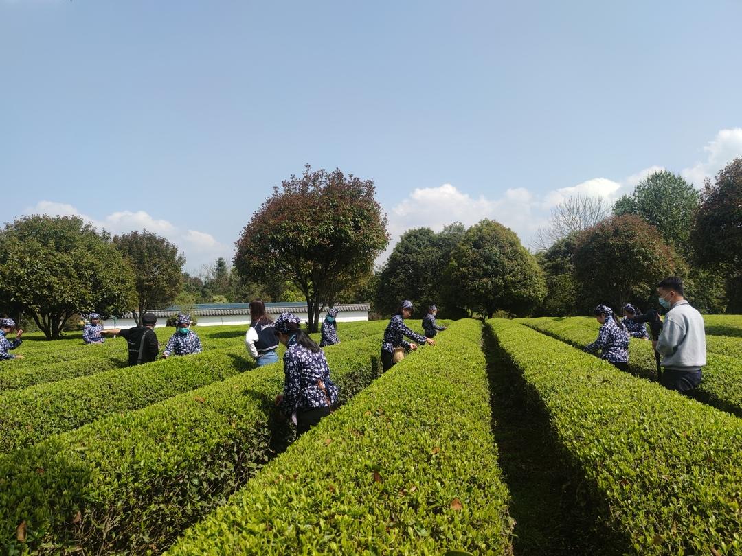 【奮進新征程 建功新時代】“茶”產(chǎn)業(yè)加持 鄉(xiāng)村振興后勁足
